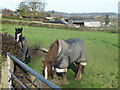 Horse field in Nercwys