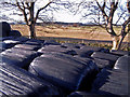 Baled silage near Flemington Farm