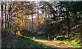 Forest Track and Gate, Hutton Lowcross