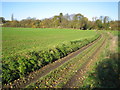 Stickling Green: Colehill Lane