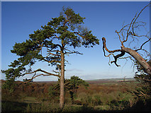 SU1764 : Pine tree, Martinsell Hill by Andrew Smith