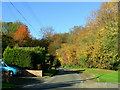 Berwick Lane near Stanford Rivers