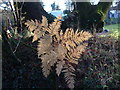 Bracken frond near Challon