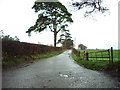 The Road to Cockleybank