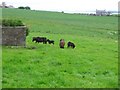 Shetland ponies near Binnaquoy