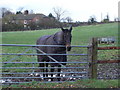 Horse in paddock opposite Manor Farm, 6d Handley