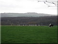 Animals grazing on Lodge Farm