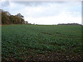 SU0522 : Farmland north of Ox Drove, towards Knighton Hill by Toby