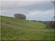 SU0423 : View towards Knowle Hill from Church Bottom by Toby