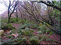 Woodland on Tod Moor