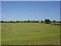 Across the Fields to Linton