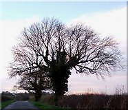 SK3103 : Trees on Orton Lane by Rob Farrow