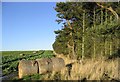 Bales in a turnip field beside a pine shelter belt