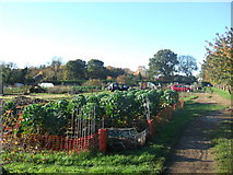 TF6522 : Allotments in South Wootton, Norfolk. by Andy Peacock