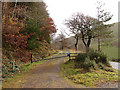 Forestry track through Coed Cwmnewydion