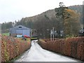 Beech hedges