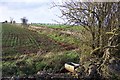 A Cotswolds field edge