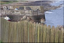 NU2519 : Sparrows on a fence above Craster harbour. by Jonathan Billinger