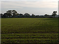 Farmland, Chute Forest