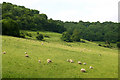 Field just north of Wotton