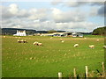 Sheep at Nether Garrel Farm