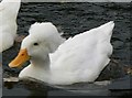 White Crested duck, Holmfield Park