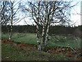 NO7295 : Silver birches by James Allan