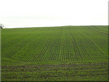 NY0185 : Planted Field Near Dalruscan by Iain Thompson