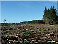 Cleared Woodland at Hazlehead