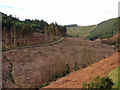 Felled forestry at Wennallt