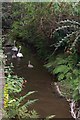 Swans on the Par River