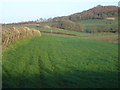 Footpath to Withyslade Farm from Jobbers Lane