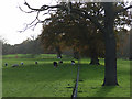 Grazing, Berkshire College of Agriculture