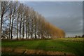 Fenland poplars