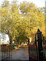 Western gate to Plashet Park with plane trees