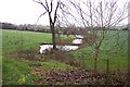 Fishing ponds near Bledisloe