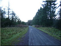 SE8988 : Track at Red Dike in Dalby Forest by Phil Catterall