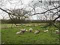 Sheep Near Eau Bank Farm