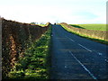 Hedge Lined Minor Road Near Plewlands