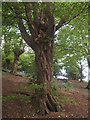 Old hornbeam pollard in the field south-east of Tewin Church