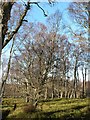 NN8447 : Birch woodland by Rob Burke