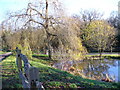 Pond at Frillinghurst