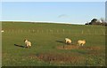 NY8791 : Sheep pasture by Walter Baxter