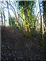 Footpath, Malling Down Nature Reserve