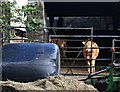 SX3968 : Cattle in the Farmyard by Tony Atkin
