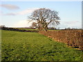 Hedge and Trees Near Treeswoodhead Road