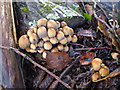 Fungi near the Newton Stream