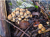 SX5949 : Fungi near the Newton Stream by Derek Harper