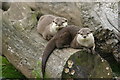 Otters at the Blue Planet Aquarium Ellesmere Port Wirral