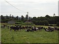 Q8302 : Cattle, Brackhill by Richard Webb